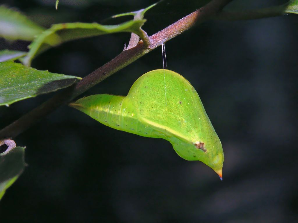 Gonepteryx  cleopatra - Crisalidi